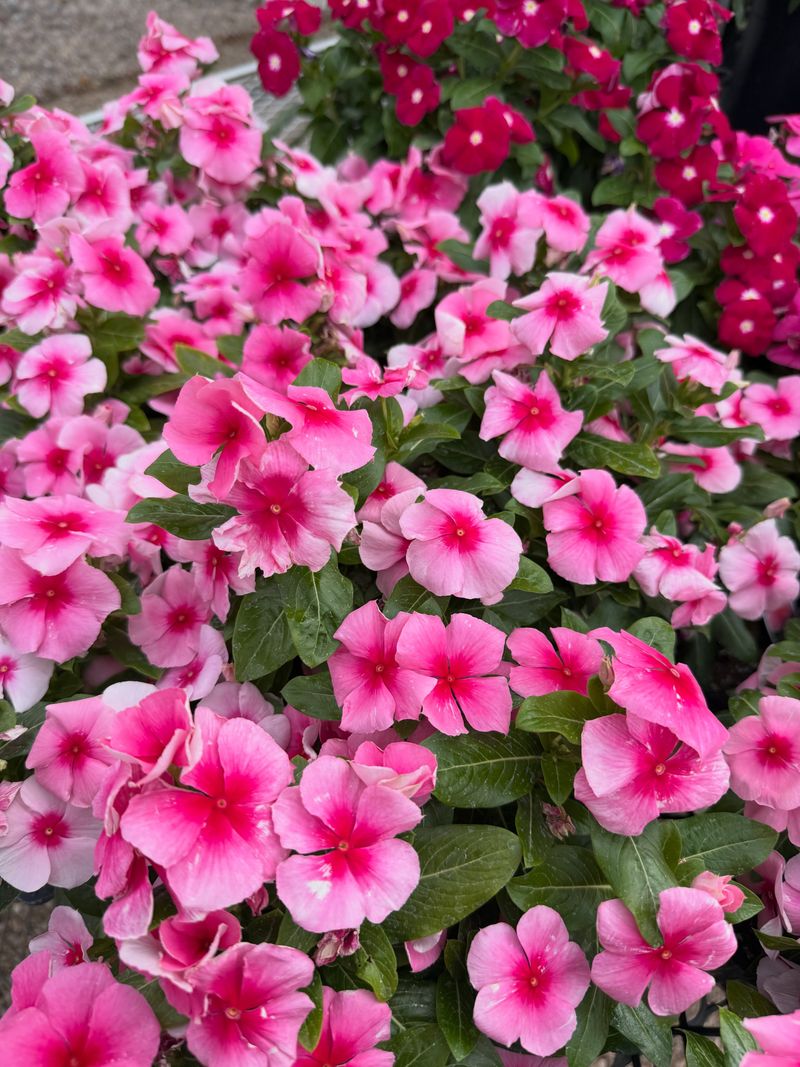 Let Vinca Take The Summer Heat