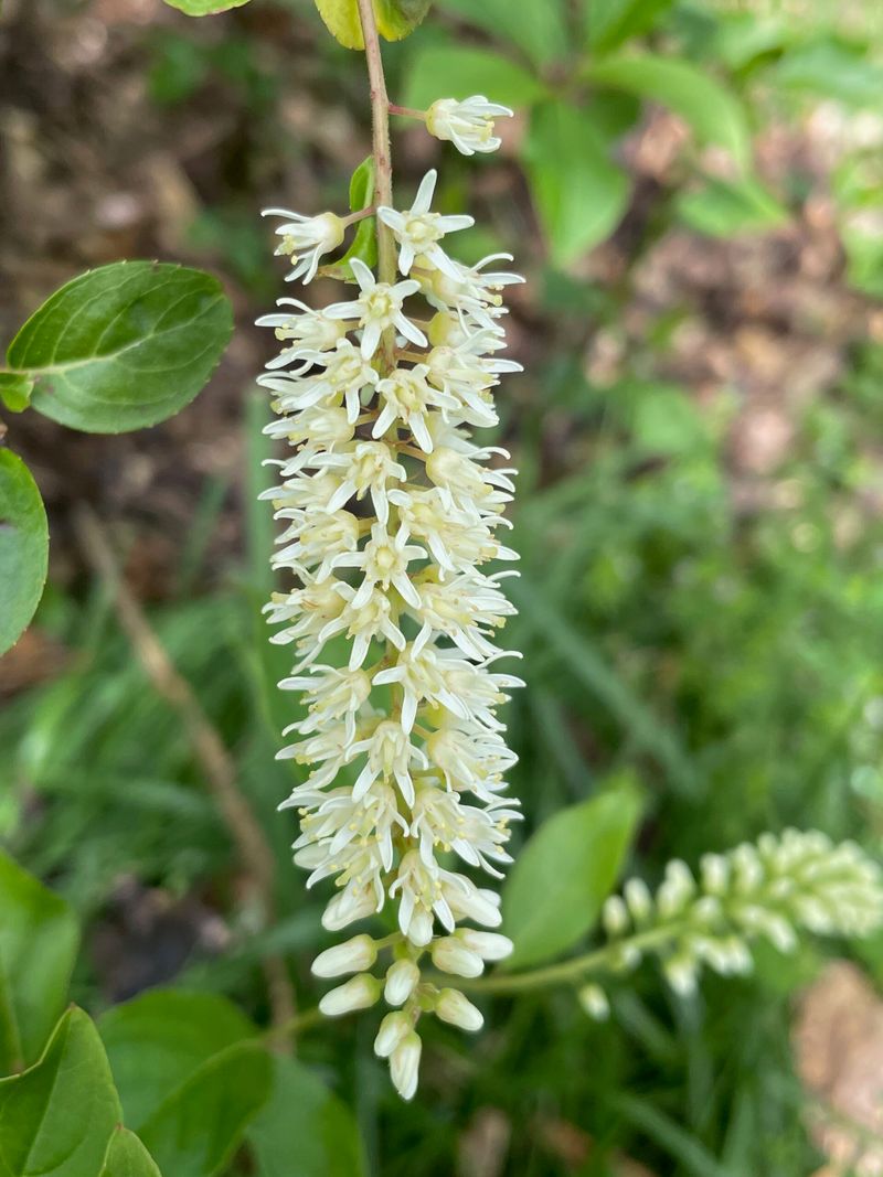 Let Virginia Sweetspire Fill Moist Fence Edges