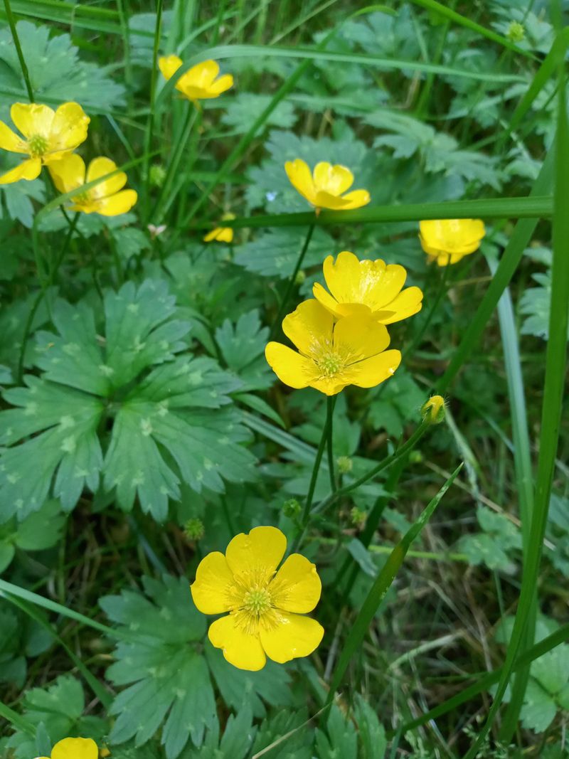 Let Wet Soil Give Buttercup The Advantage Let Wet Soil Give Buttercup The Advantage