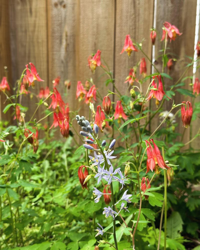 Let Wild Columbine Find The Rocky Crevices Let Wild Columbine Find The Rocky Crevices