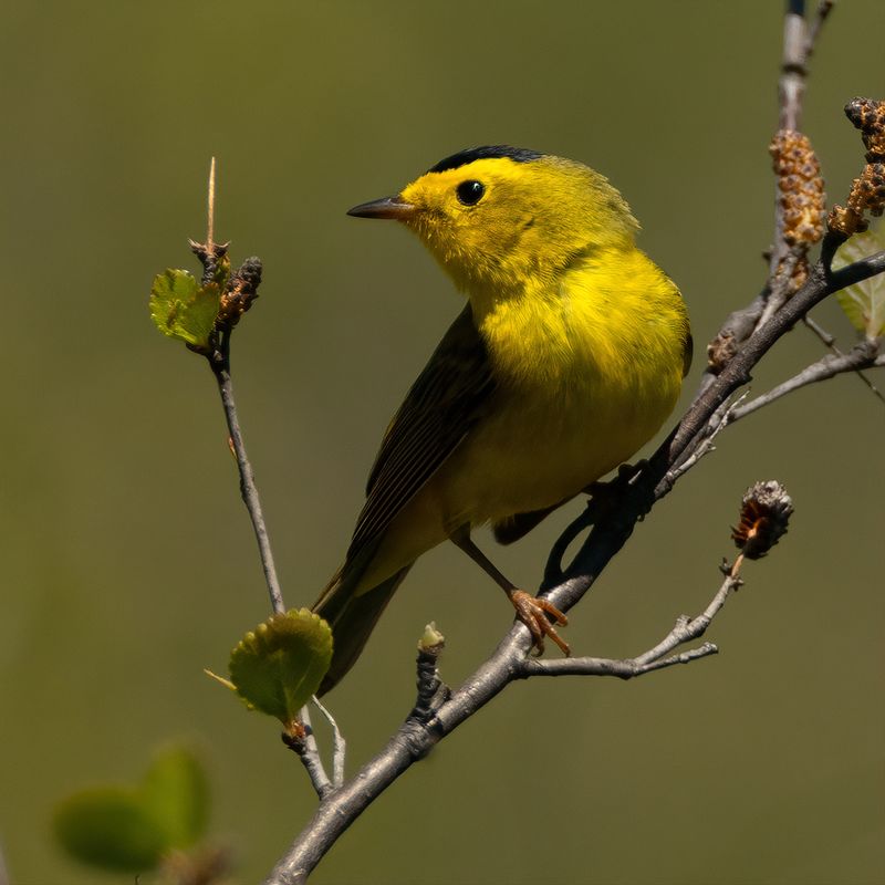 Let Wilson's Warblers Mark The Migration Shift