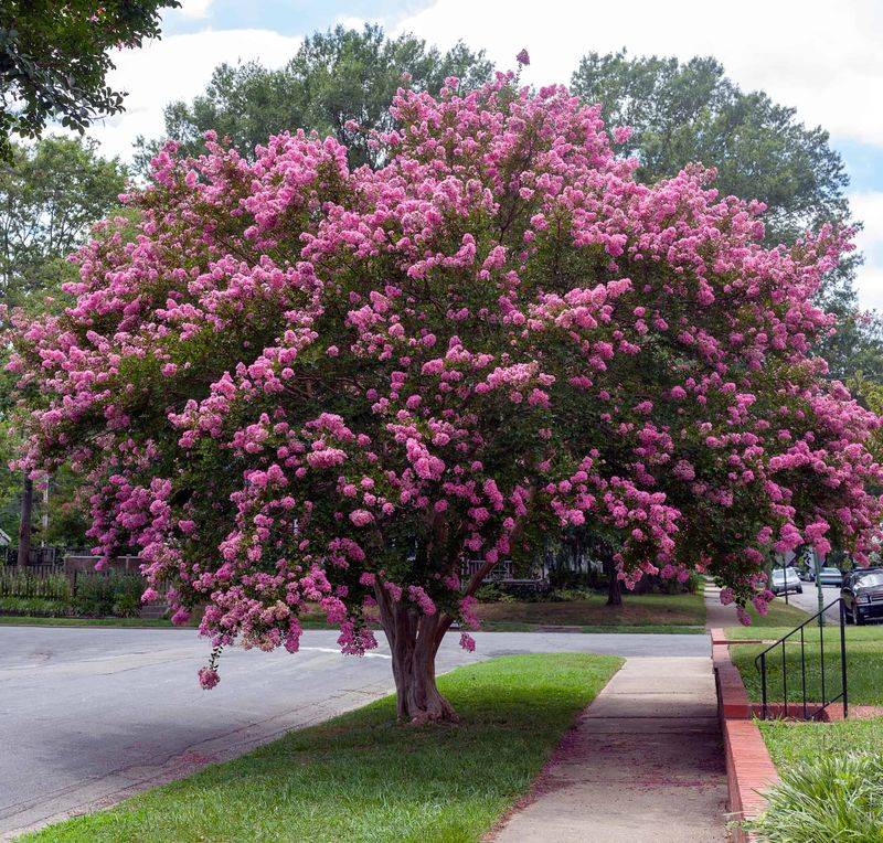 Let Your Region Decide If A Fall Rebloom Makes Sense Let Your Region Decide If A Fall Rebloom Makes Sense