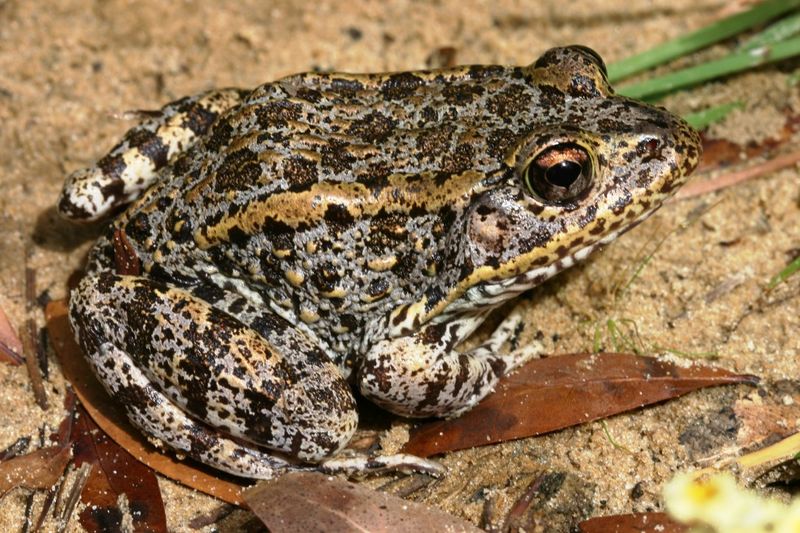 Let the Toad Stay Wild and Unbothered Let the Toad Stay Wild and Unbothered
