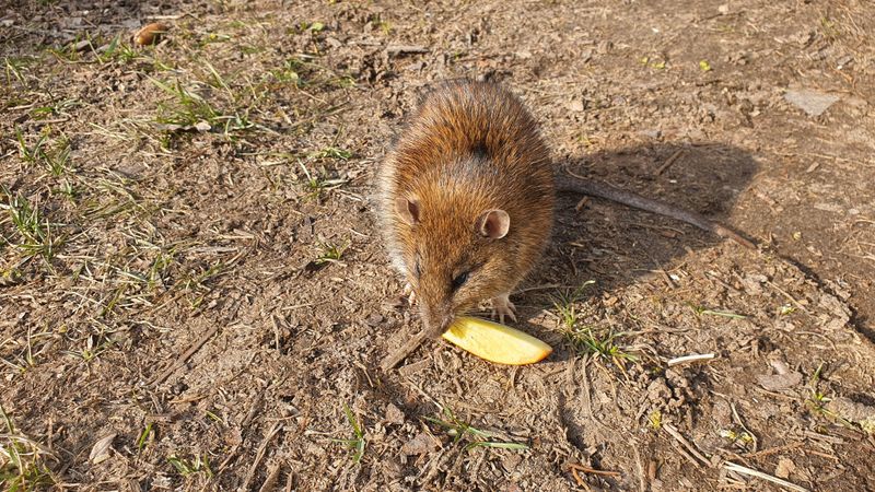 Letting Dense Growth Build Up Gives Rats Better Cover Letting Dense Growth Build Up Gives Rats Better Cover