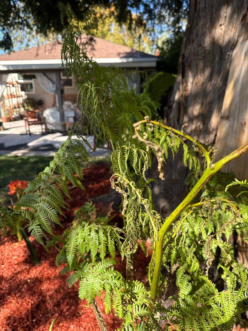 Letting Fern Roots Dry Out Completely
