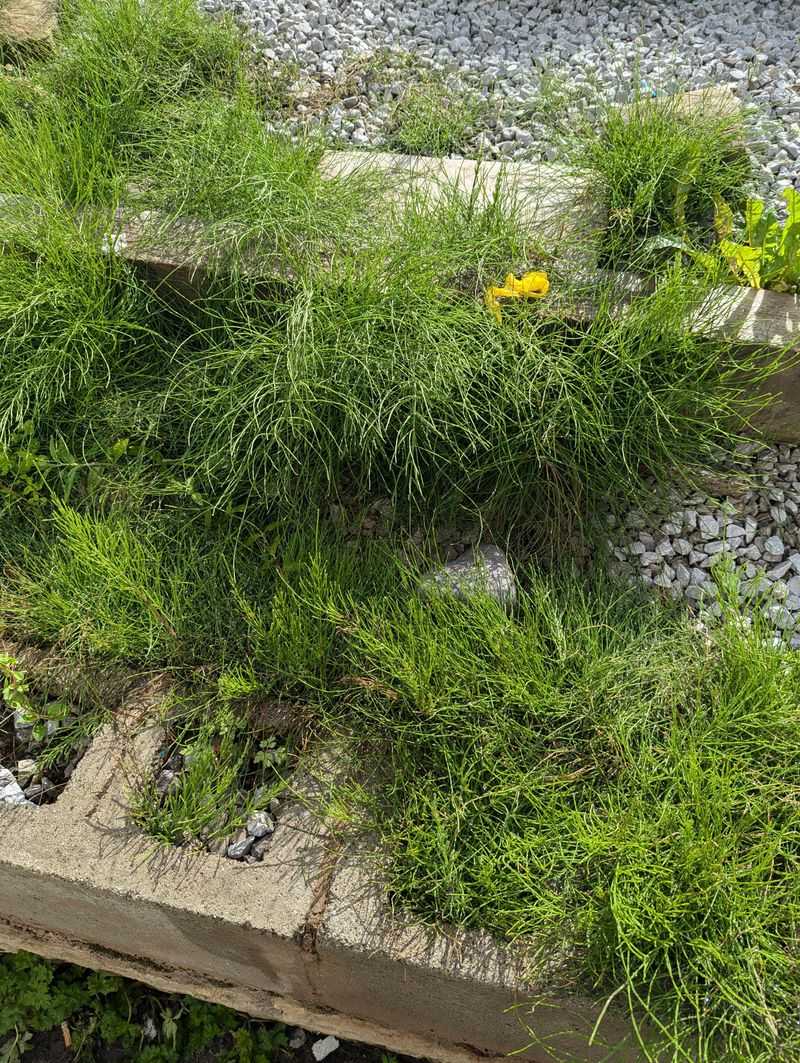 Letting Fresh Shoots Rebuild The Root System