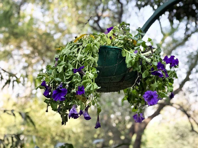 Letting Hanging Baskets Dry Out By Afternoon