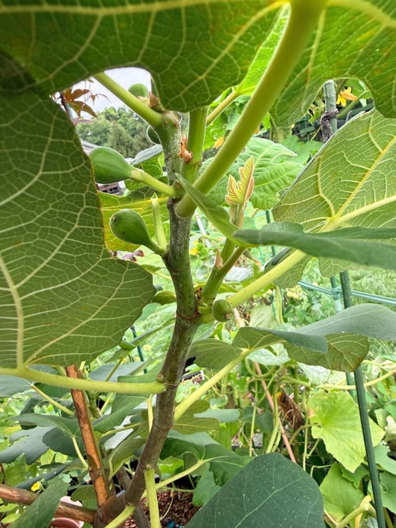 Letting Late Fruit Form That Will Never Ripen