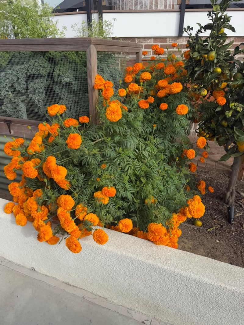 Letting Marigolds Guard The Veggie Beds Letting Marigolds Guard The Veggie Beds