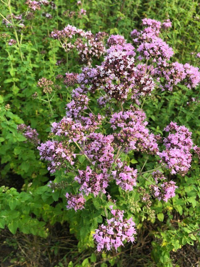 Letting Oregano Flower Beats Harvesting Every Stem Letting Oregano Flower Beats Harvesting Every Stem