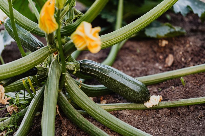 Letting Squash Vine Borers Go Unnoticed Until Too Late