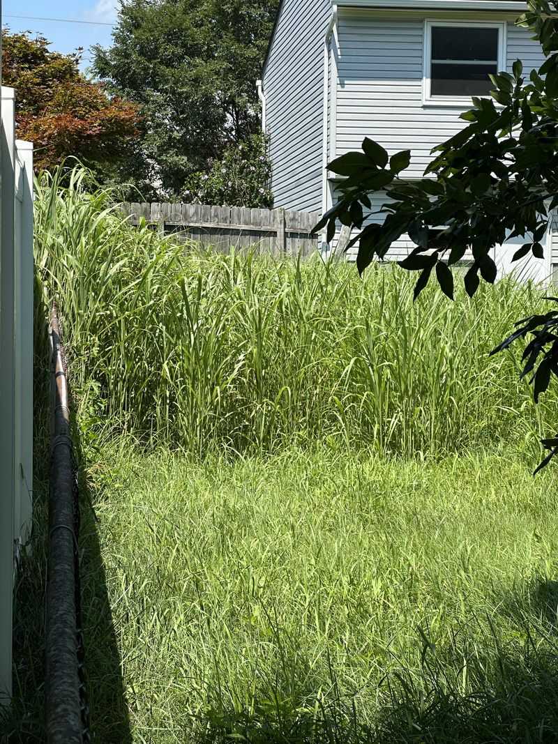 Letting Tall Grass Stay Dense Near The House Letting Tall Grass Stay Dense Near The House