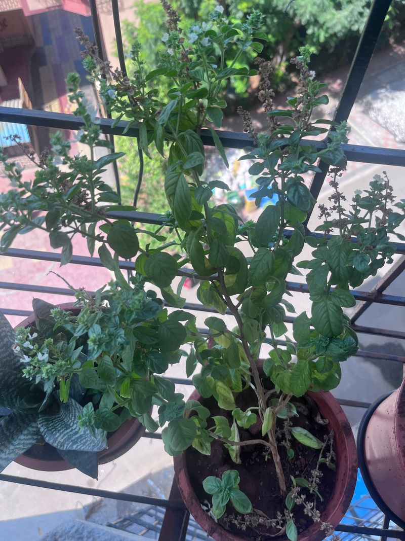 Letting Tall Stems Get Away From You