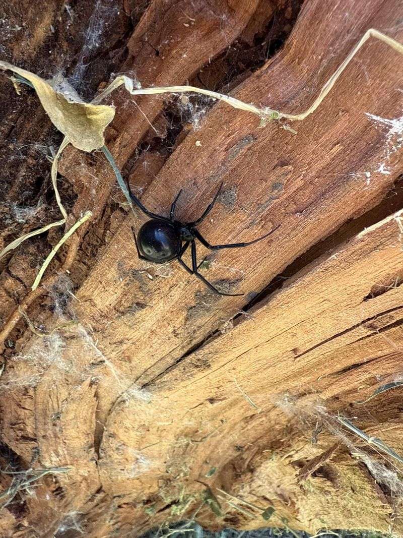 Letting Yard Clutter Become Spider Real Estate Letting Yard Clutter Become Spider Real Estate