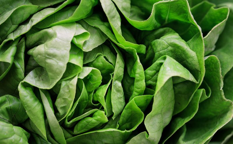 Lettuce Lettuce