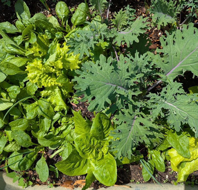 Lettuce Lettuce