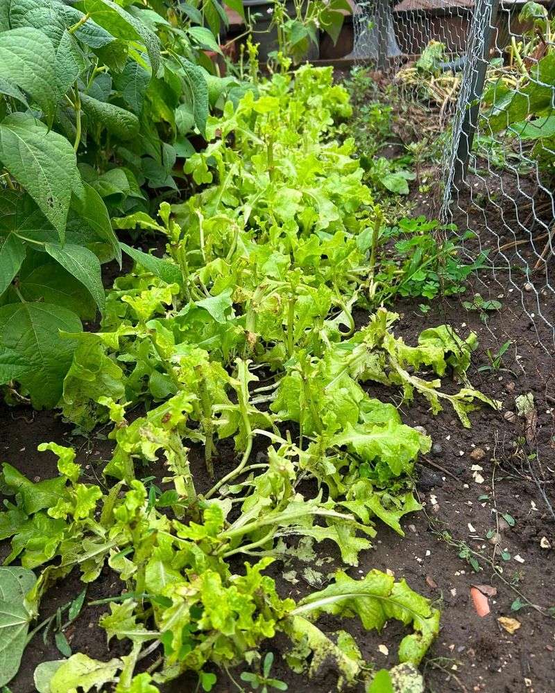 Lettuce And Leafy Greens Draw Repeat Nighttime Feeding