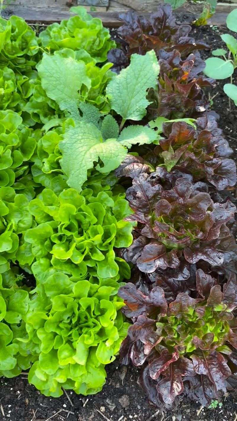 Lettuce Bounces Back In The Chill Lettuce Bounces Back In The Chill