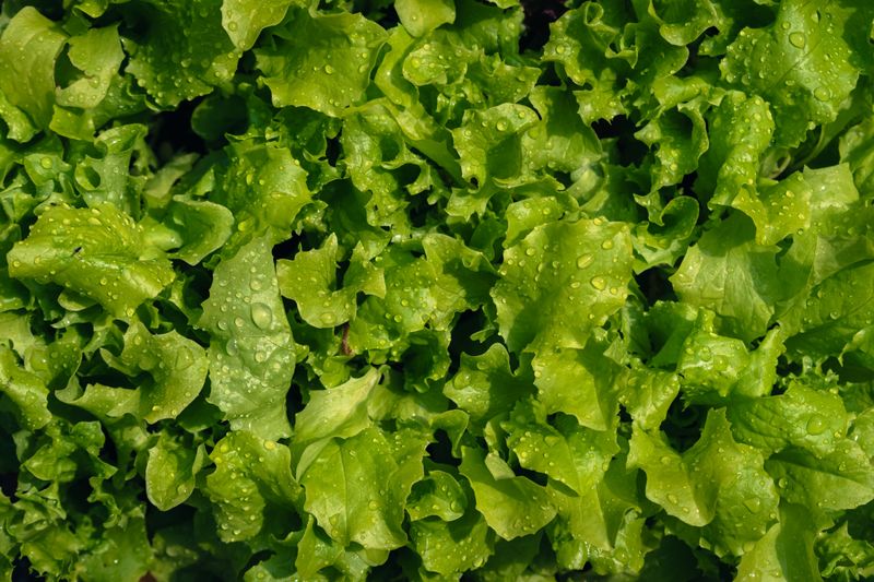 Lettuce Delivers Quick Cut-And-Come-Again Harvests Lettuce Delivers Quick Cut-And-Come-Again Harvests