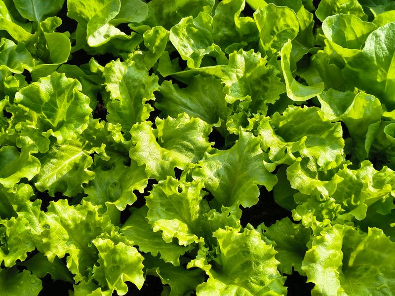 Lettuce Grows Quickly Before First Frost