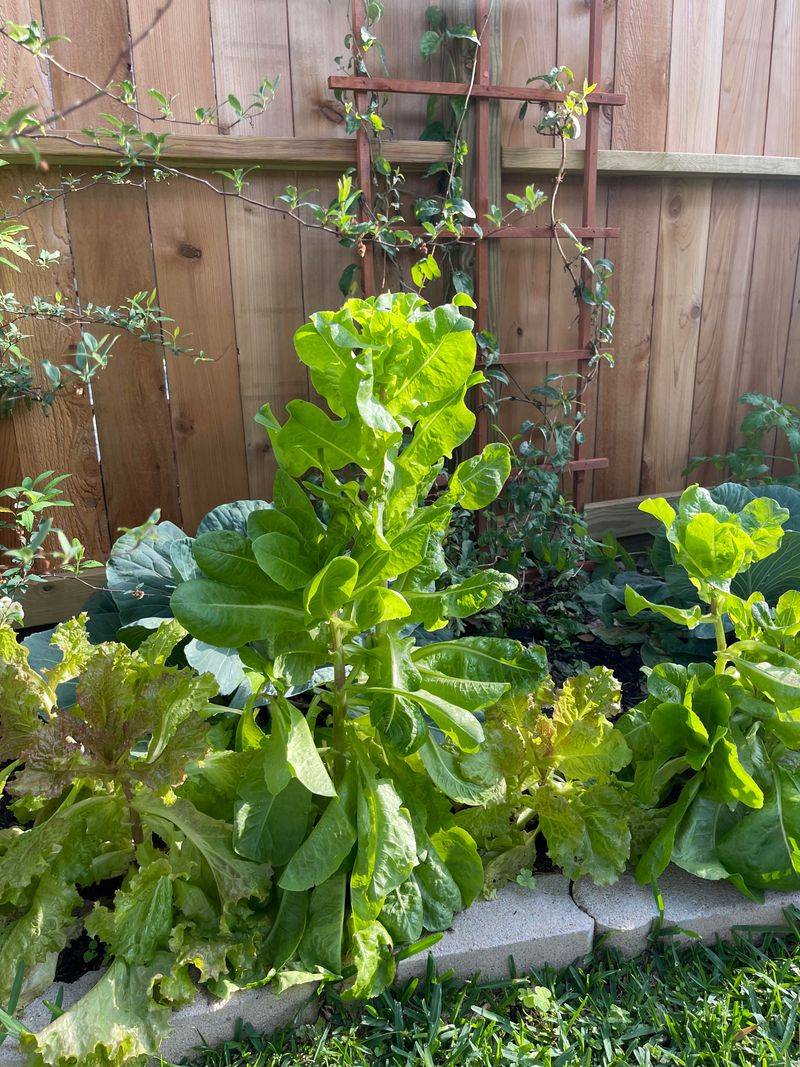 Lettuce Stretches As Temperatures Rise