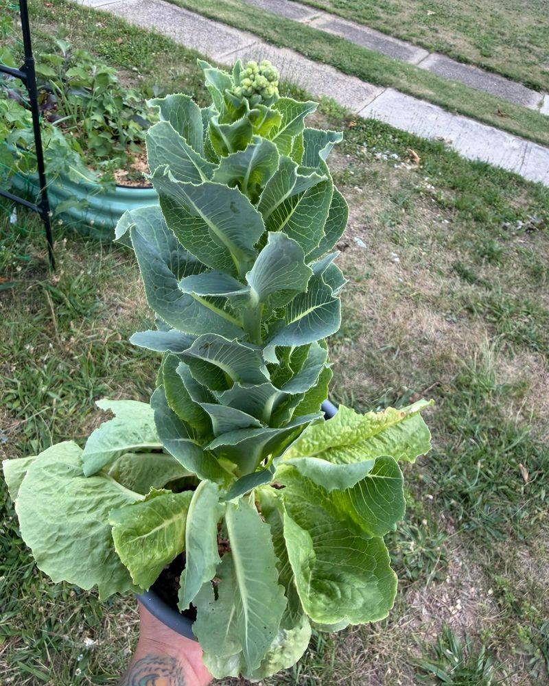 Lettuce Turns Bitter Fast