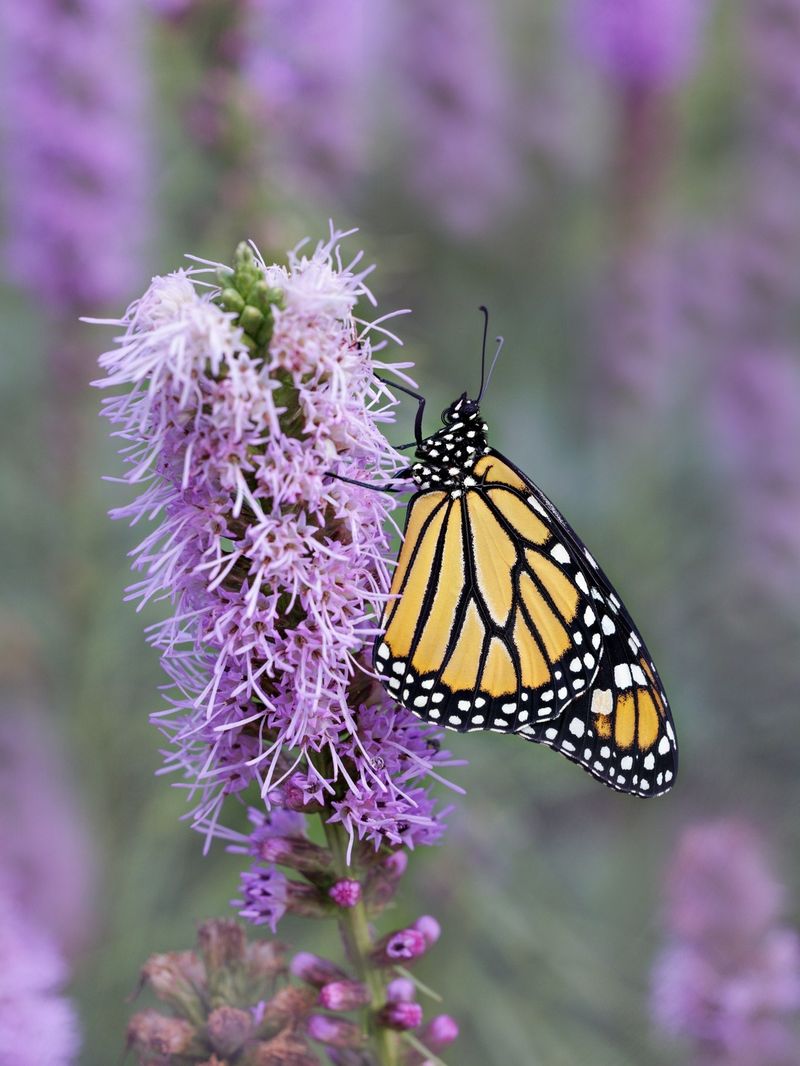 Liatris Liatris