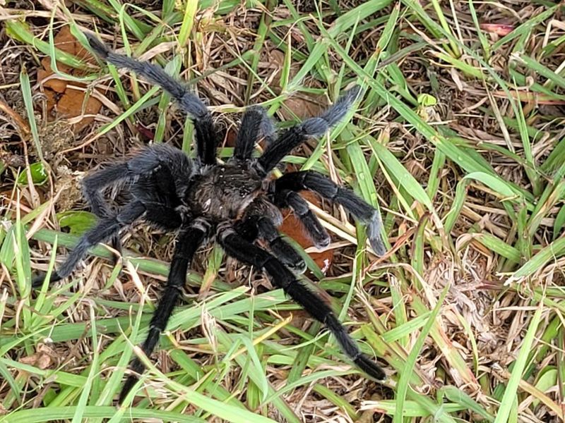 Life After The Search Ends For Male Tarantulas