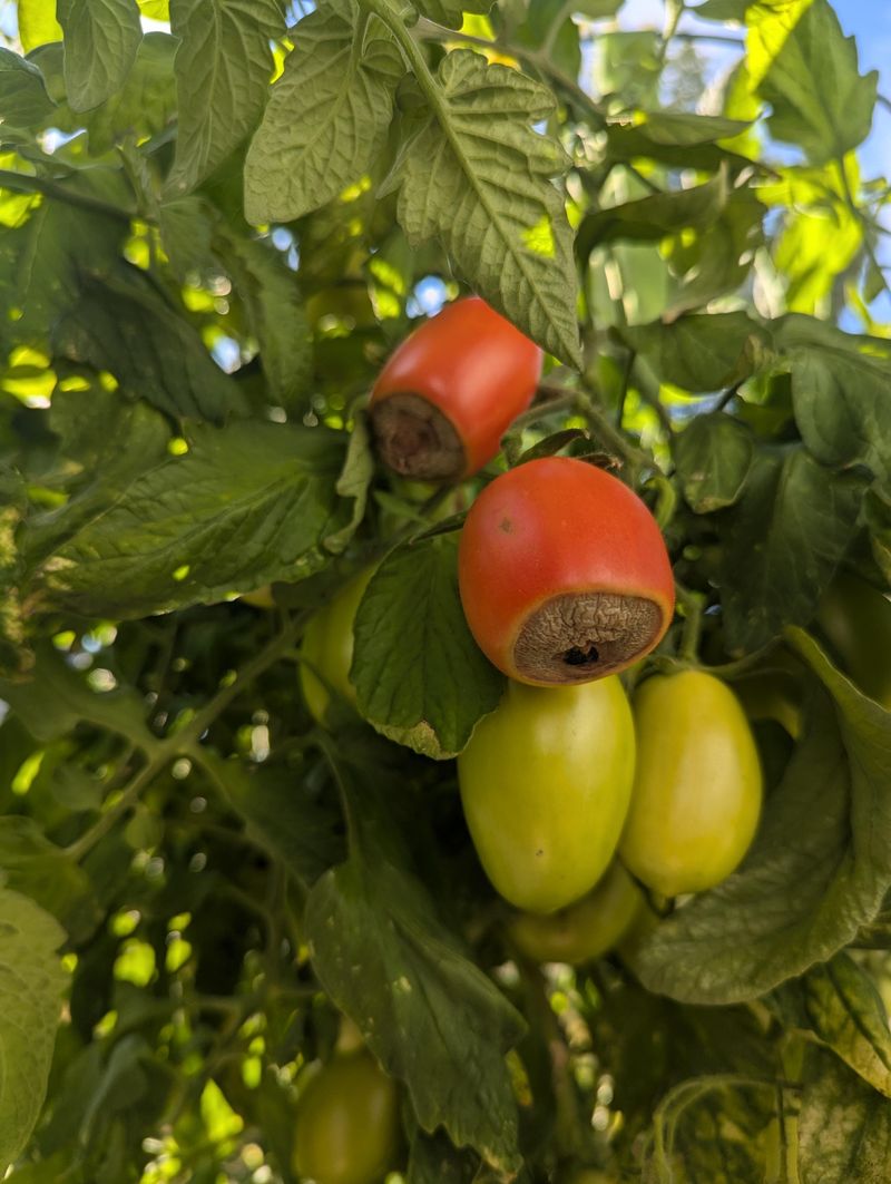 Lift Low Fruit Away From Wet Soil