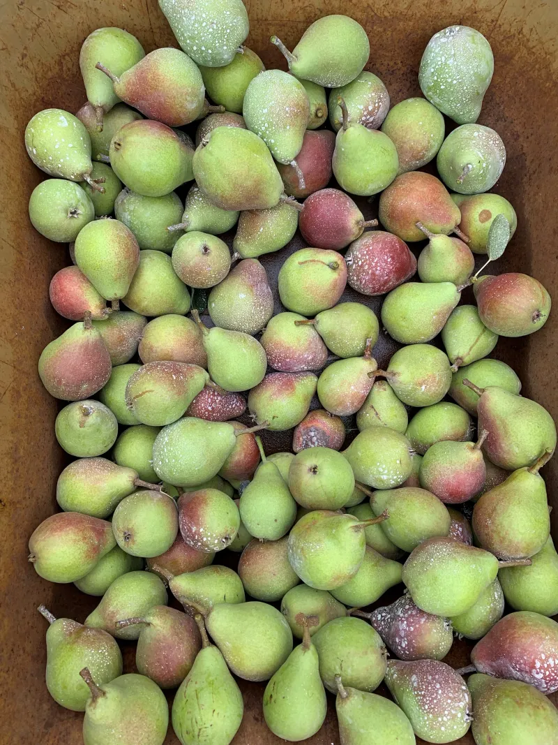 Lift The Pear To A Horizontal Position Lift The Pear To A Horizontal Position