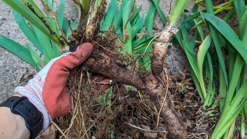 Lift The Rhizomes Without Damaging Healthy Roots