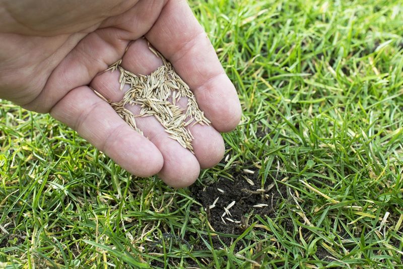 Lifted Turf Needs Repair Before Cold Weather