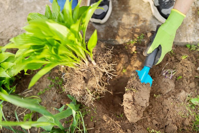 Lifting The Whole Plant Makes The Job Much Easier