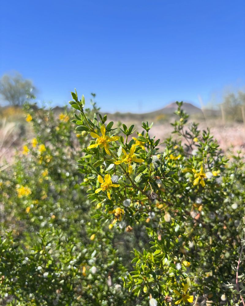 Light Care Keeps This Desert Native Looking Its Best