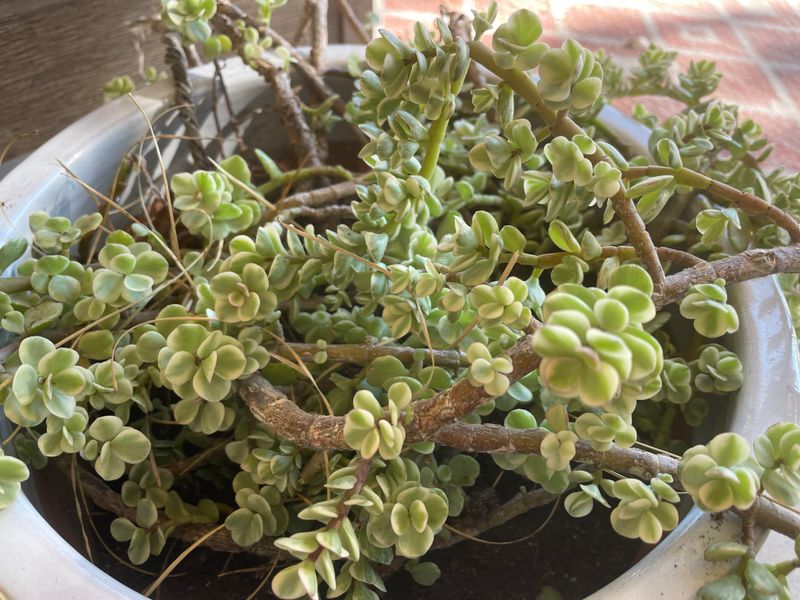 Light-Colored Pots Absorb Less Heat In Strong Sun Light-Colored Pots Absorb Less Heat In Strong Sun