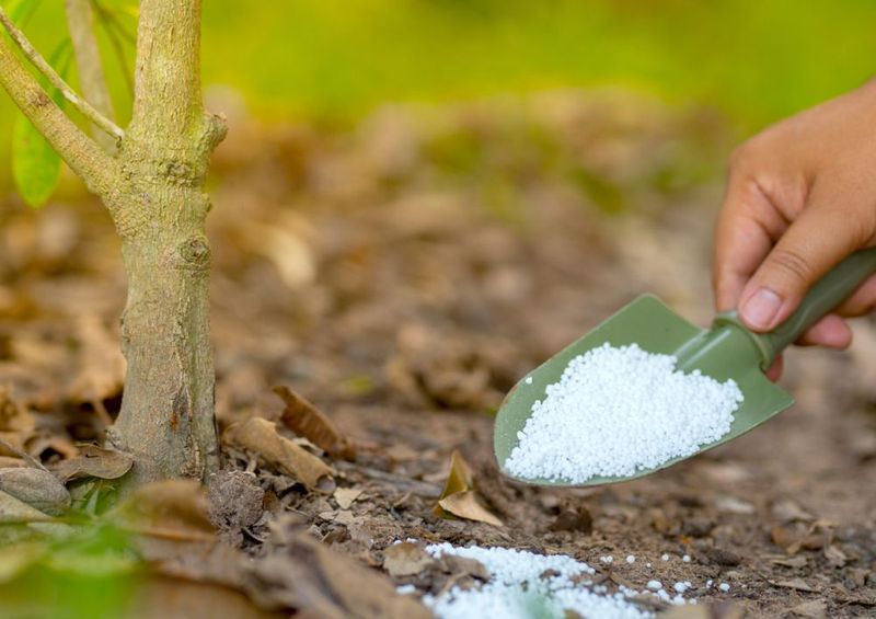 Light Feeding Works Only After Growth Steadies