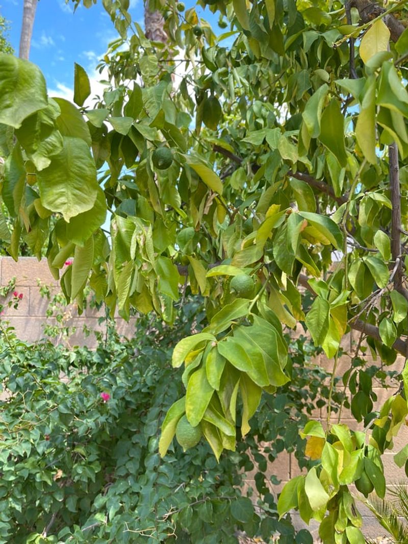 Light Leaf Drop Can Be Normal In Hot Weather