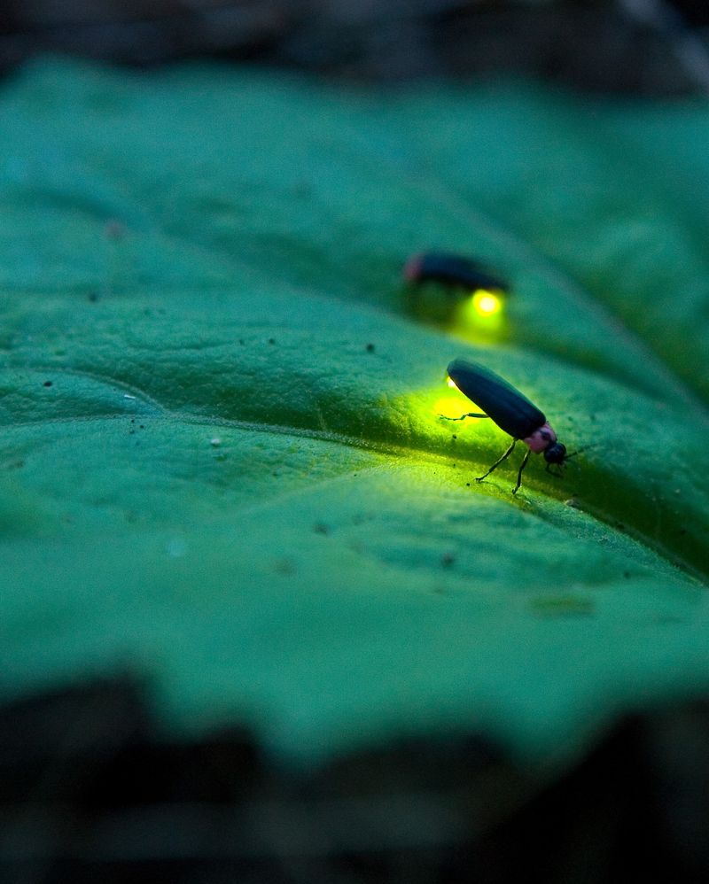 Light Pollution And Its Effect On Fireflies Light Pollution And Its Effect On Fireflies