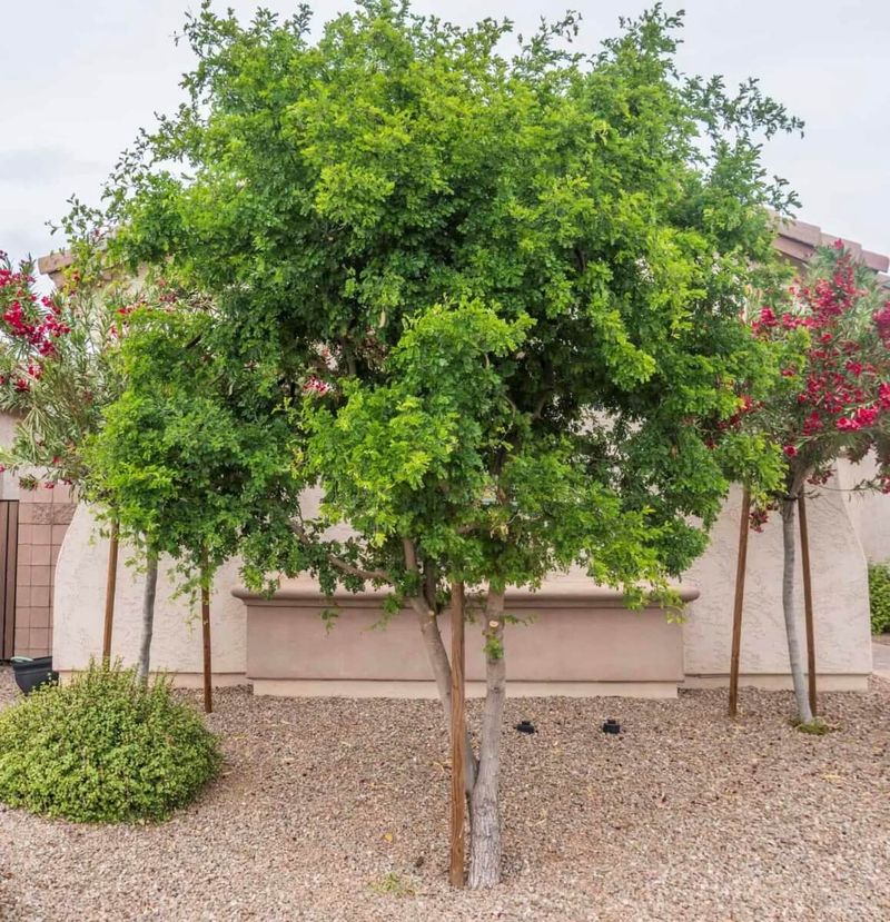 Light Pruning Encourages A Strong Branch Structure