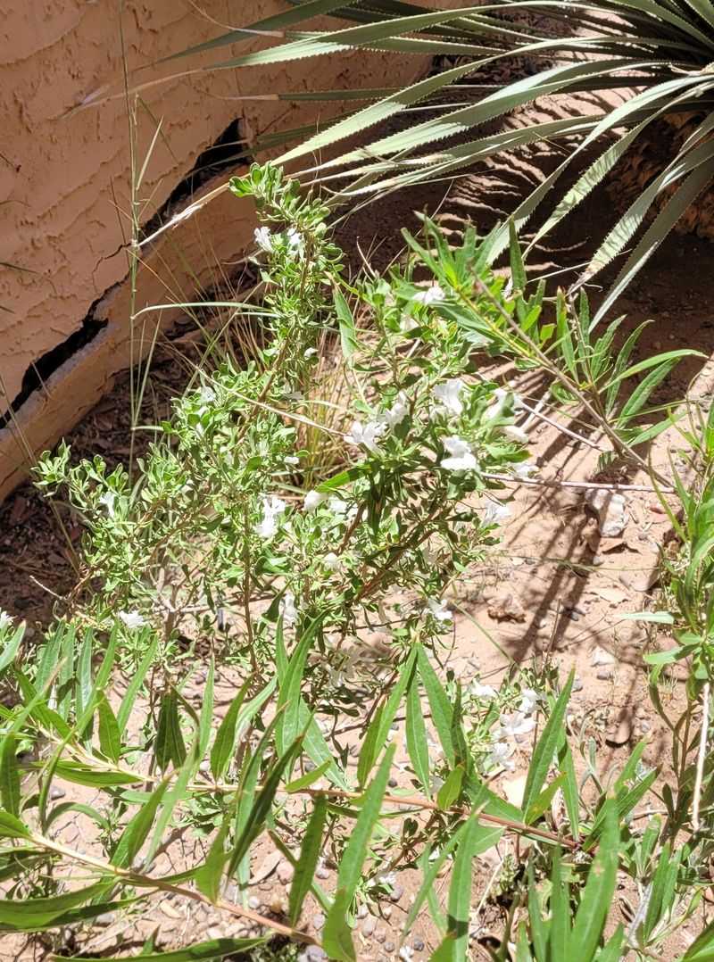 Light Pruning Helps Maintain Its Natural Shape Light Pruning Helps Maintain Its Natural Shape