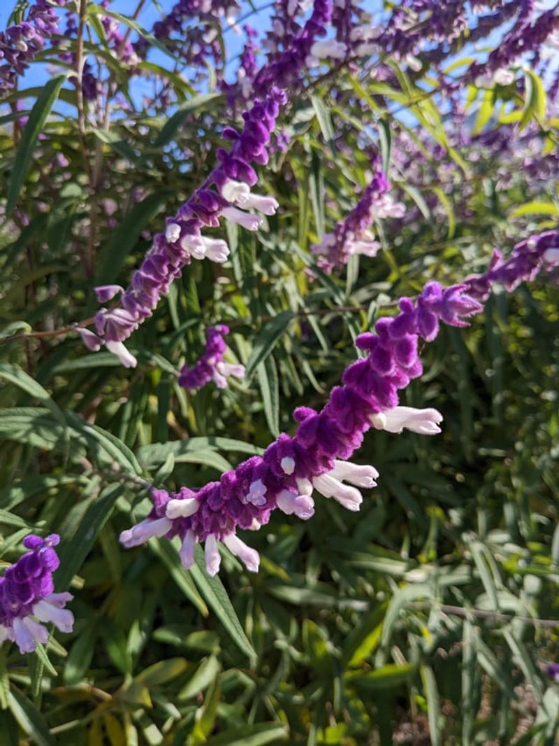 Light Pruning Triggers A Fall Flush Light Pruning Triggers A Fall Flush