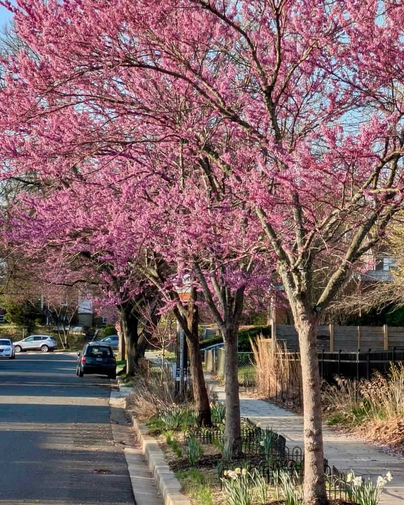 Light Shade Can Still Support Healthy Growth