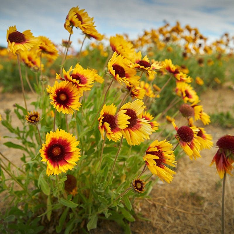 Light Soil Preparation Gives Seeds Better Contact