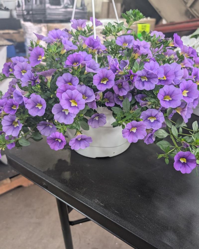 Light Trimming Preserves Recovery Leaves