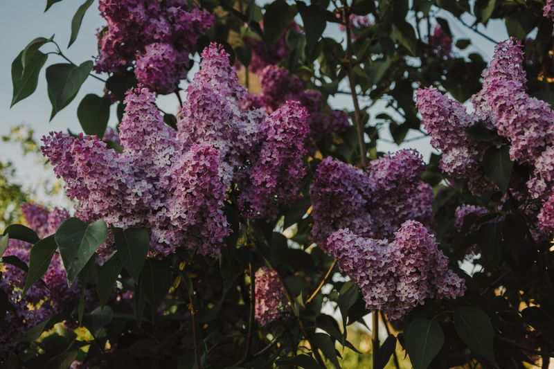 Lilac Lilac
