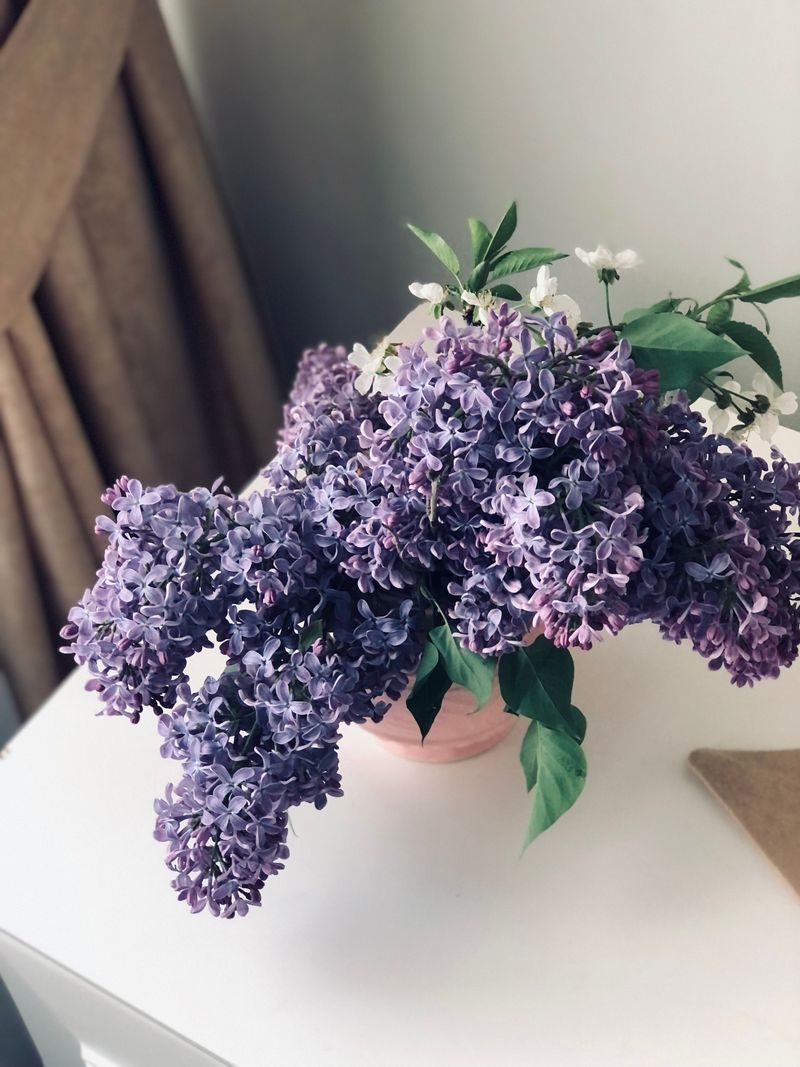 Lilac Explained From Its History To Why Designers Love It Now