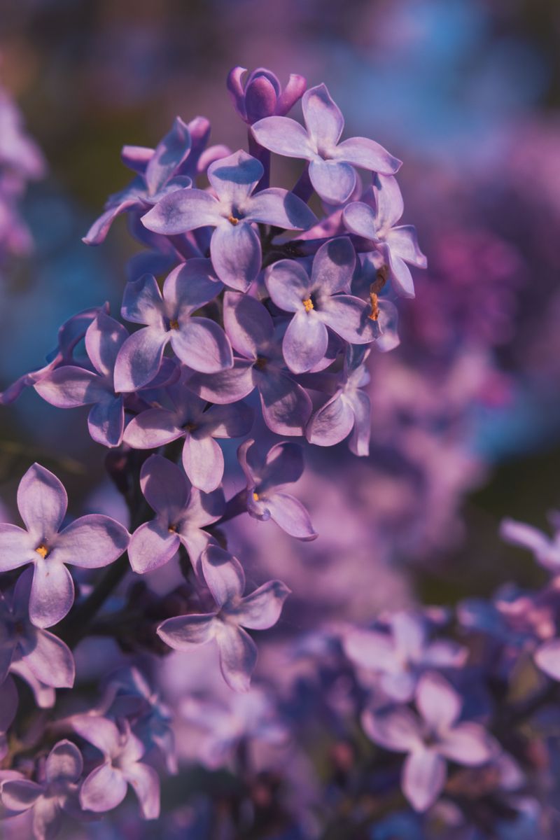 Lilac Lilac