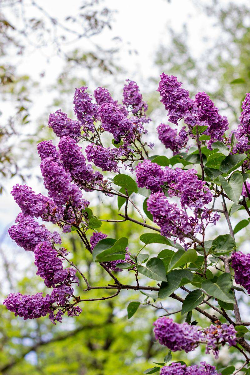 Lilacs Need Precise Post-Bloom Pruning Timing