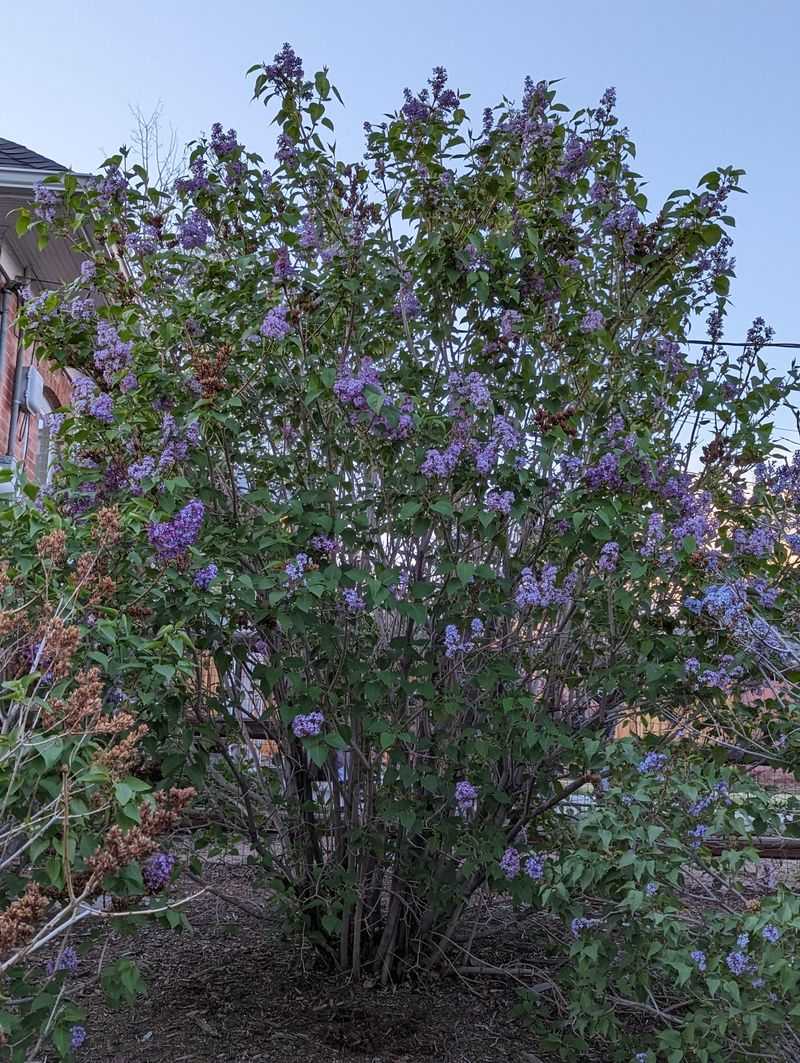 Lilacs Should Be Left Alone This Late In The Season Lilacs Should Be Left Alone This Late In The Season