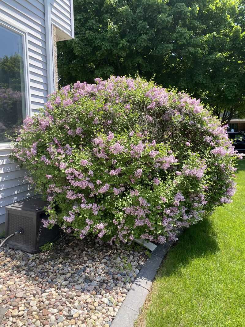 Lilacs Should Not Get A Fall Haircut